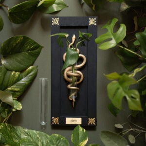 Plant Propagation Snake - blackwood