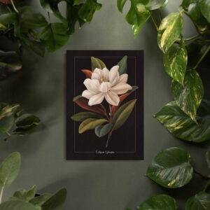 Magnolia Grandiflora I Print