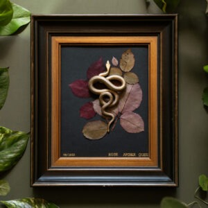 Serpens Herbaria no. 5